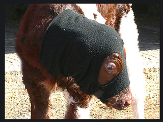 Cozy Caps For Calves